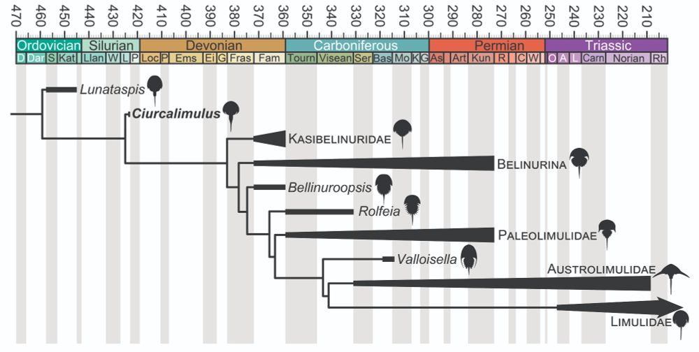A phylogeny showing the position of Ciurcalimulus between Lunataspis and all other horseshoe crabs.
