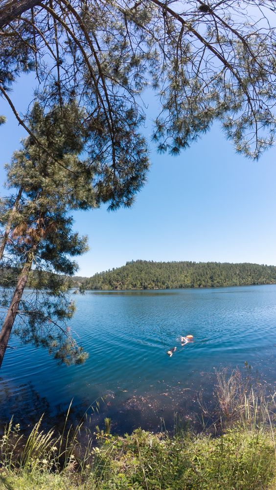 A dog and me swimming in a lake. All around green trees and gras. 