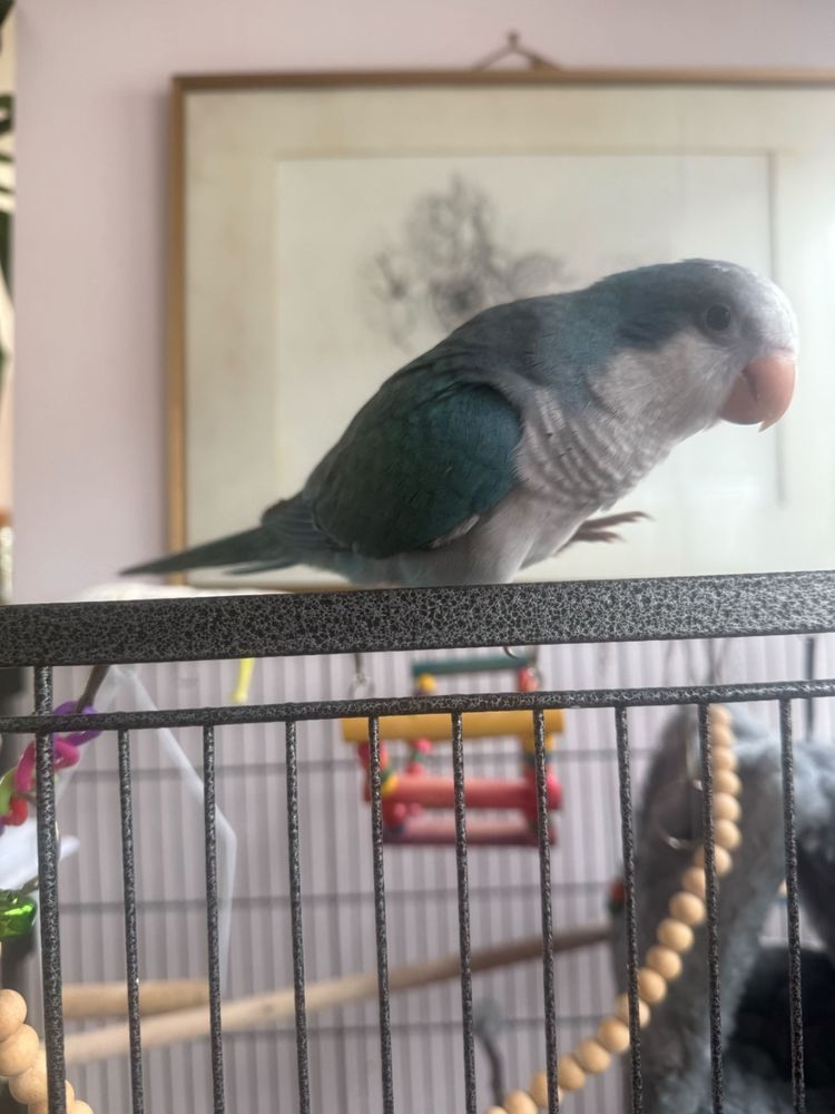 A Quaker parrot who belongs to my colleague. 