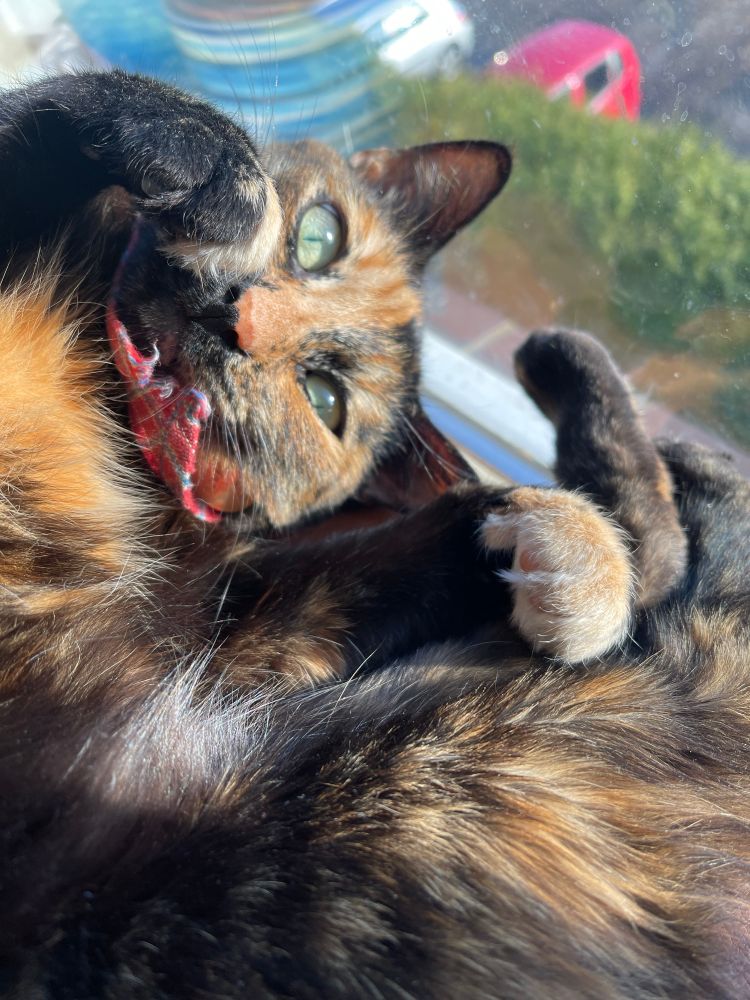 My cat, Dumpling, relaxing in the sun.