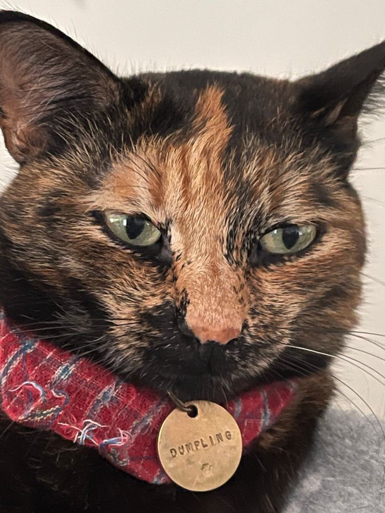 cat wearing a little bandana with her nametag attached, staring menacingly and deviously away from the camera, as if plotting something nefarious