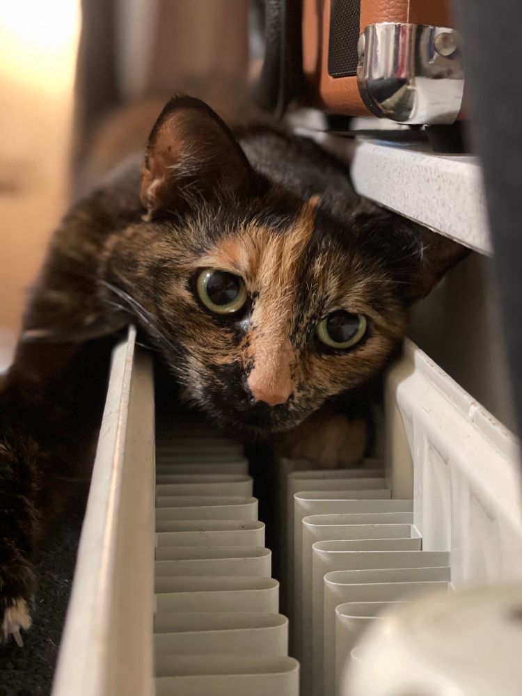 A tortoiseshell cat, laying on top of a radiator, staring longingly at a radiator dial just off-screen.