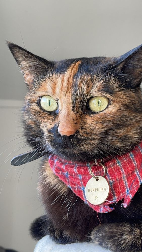 My cat, with a little bandana, staring into the camera with eyes that look like thin slits.