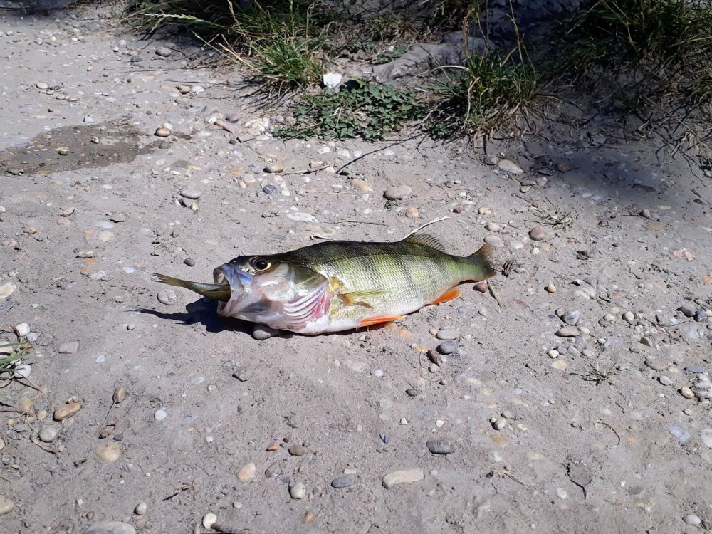 Ein Fisch an Land mit anderen Fisch im Maul
