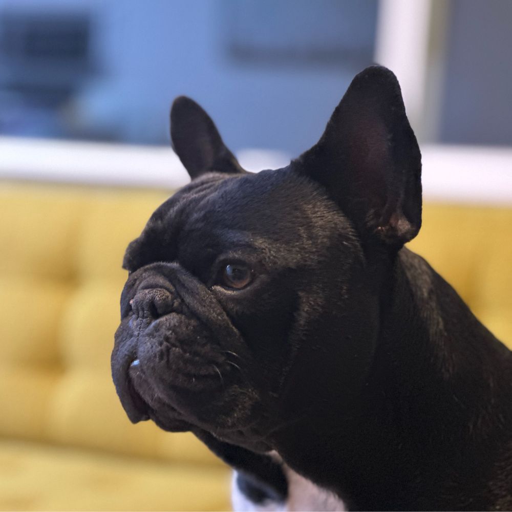 French Bulldog photo