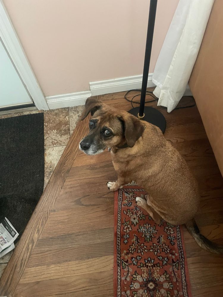 Mia, small brown dog with big sad eyes making her “puppy dog” eyes at the camera 