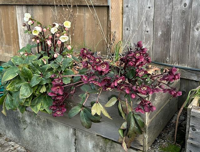 One plant of burgundy flowers with gold detail inside and another plant of white and pink flowers. 