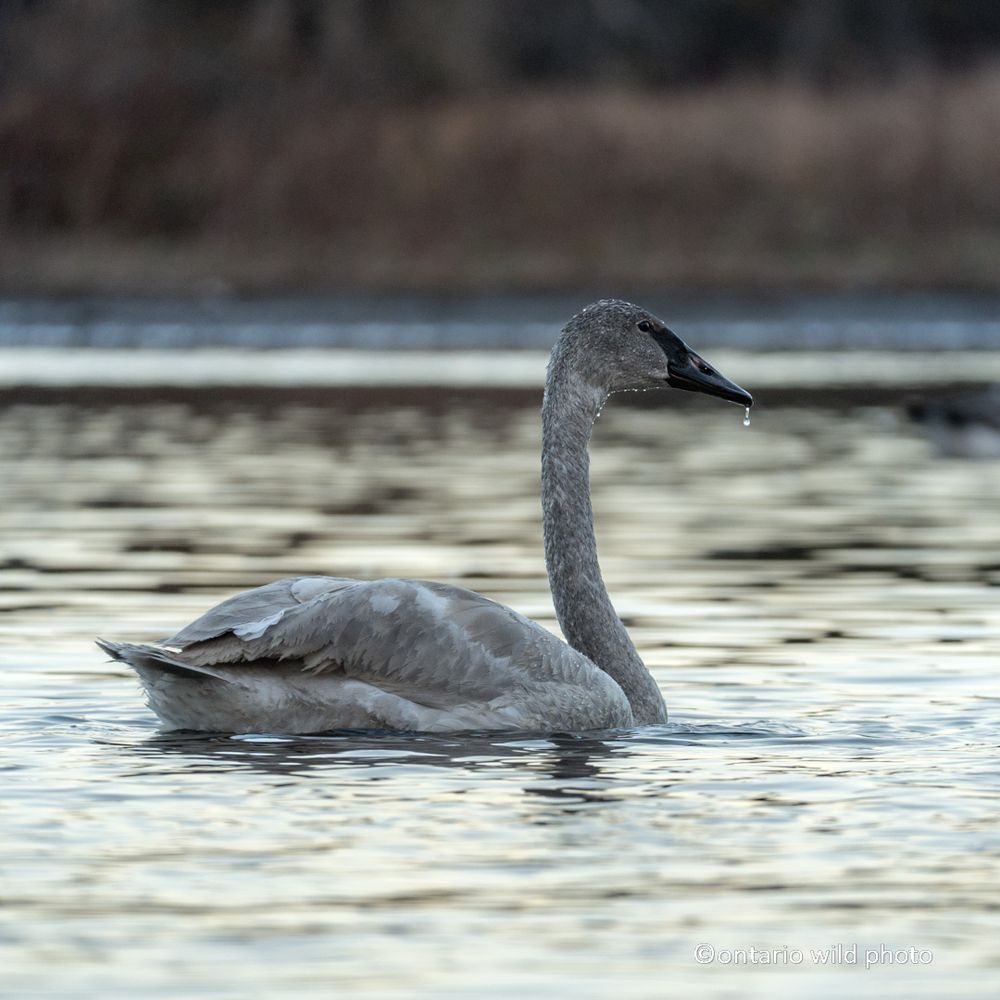 A young Trumpeter Swan