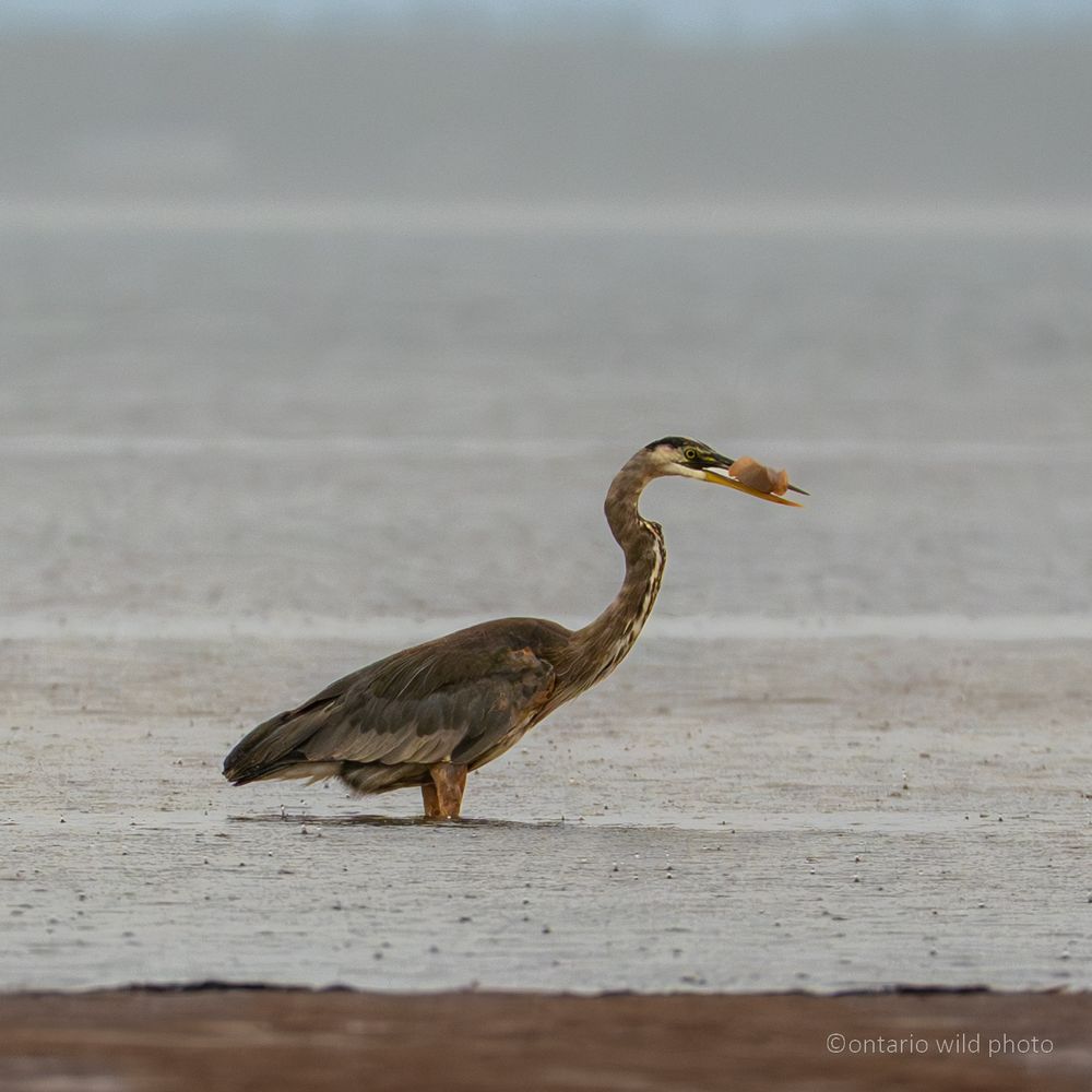 Heron catching a fish in the rain