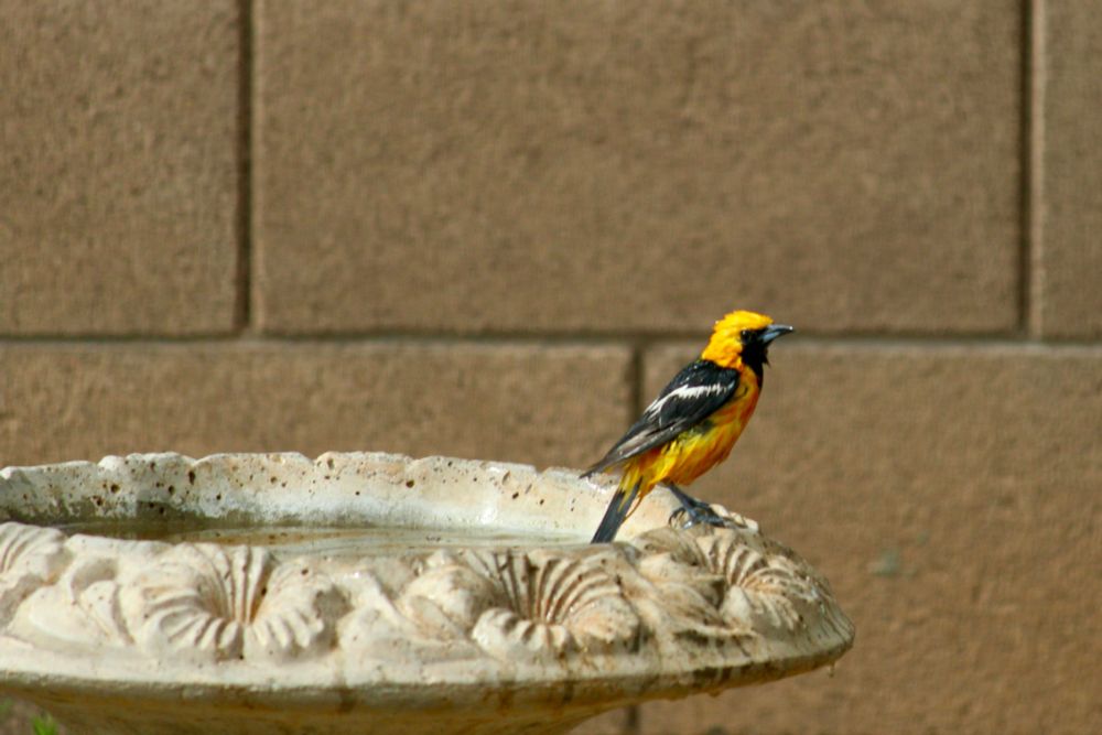 Male Hooded Oriole bathing in a birdbath. 