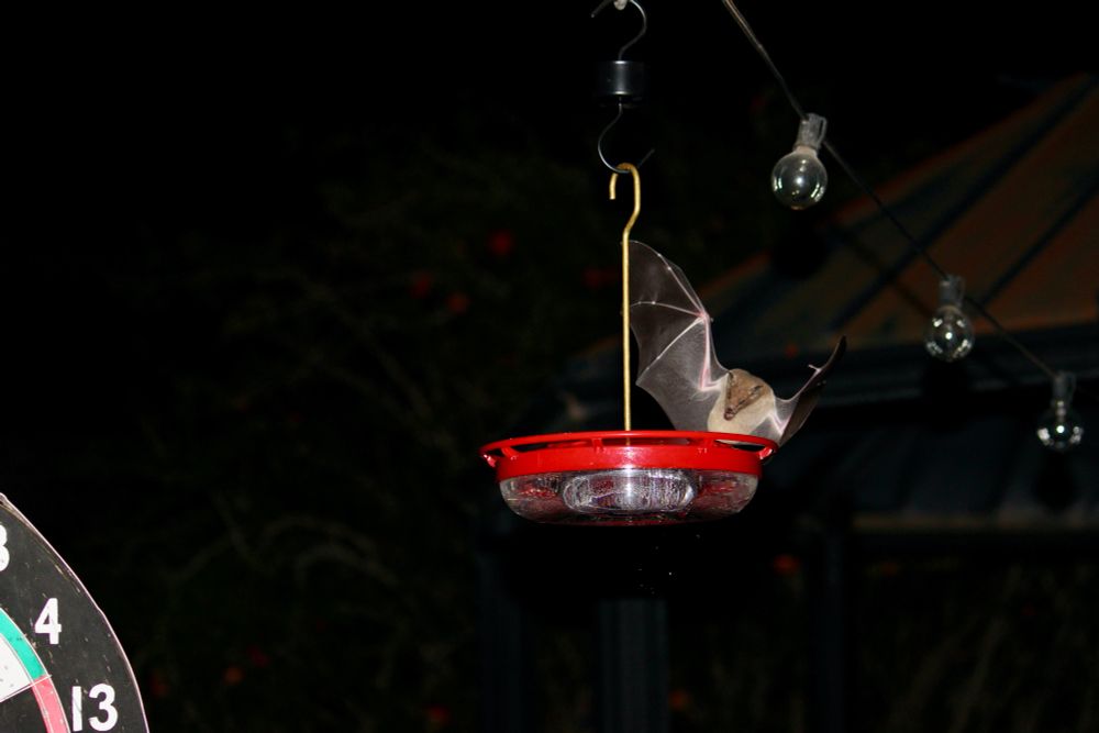 Lesser Long Nose Bat at a hummingbird feeder.