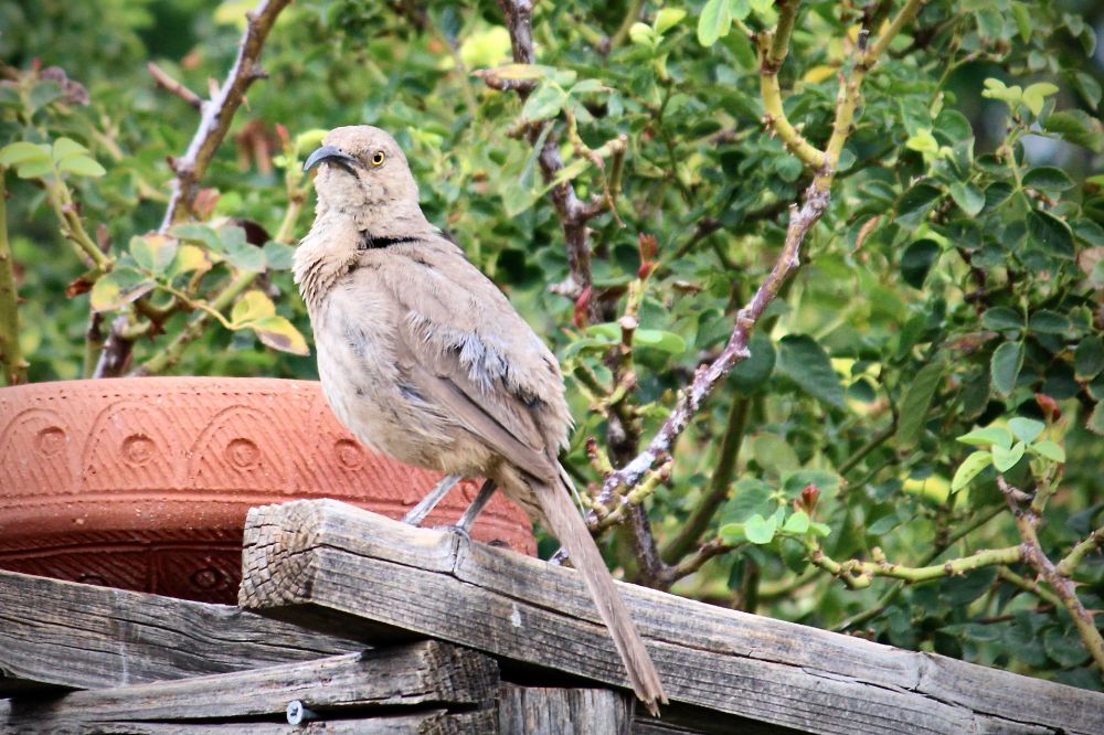 Curved Bill Thrasher giving me the side-eye.
