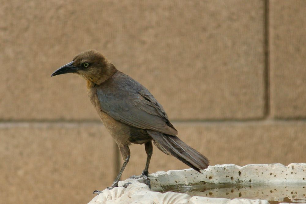 Female Great Tail Grackle on a bird bath.