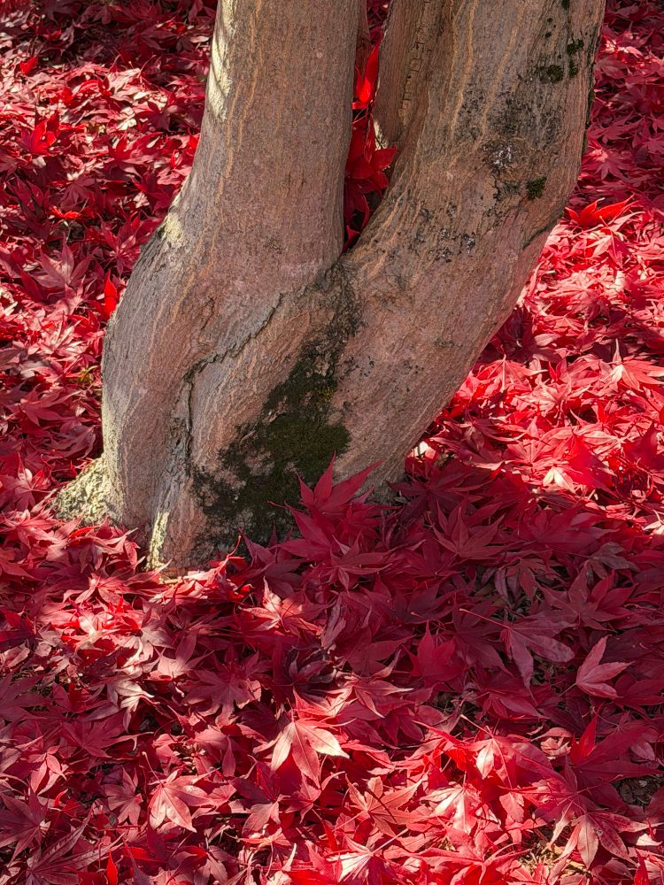 A sea of red maple leaves on the ground with the trunk of the maple tree in the middle 