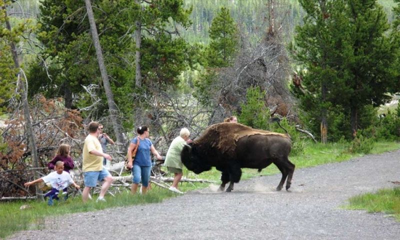 Bison attacking an elderly woman in Yellowstone Park, and scattering her family too.