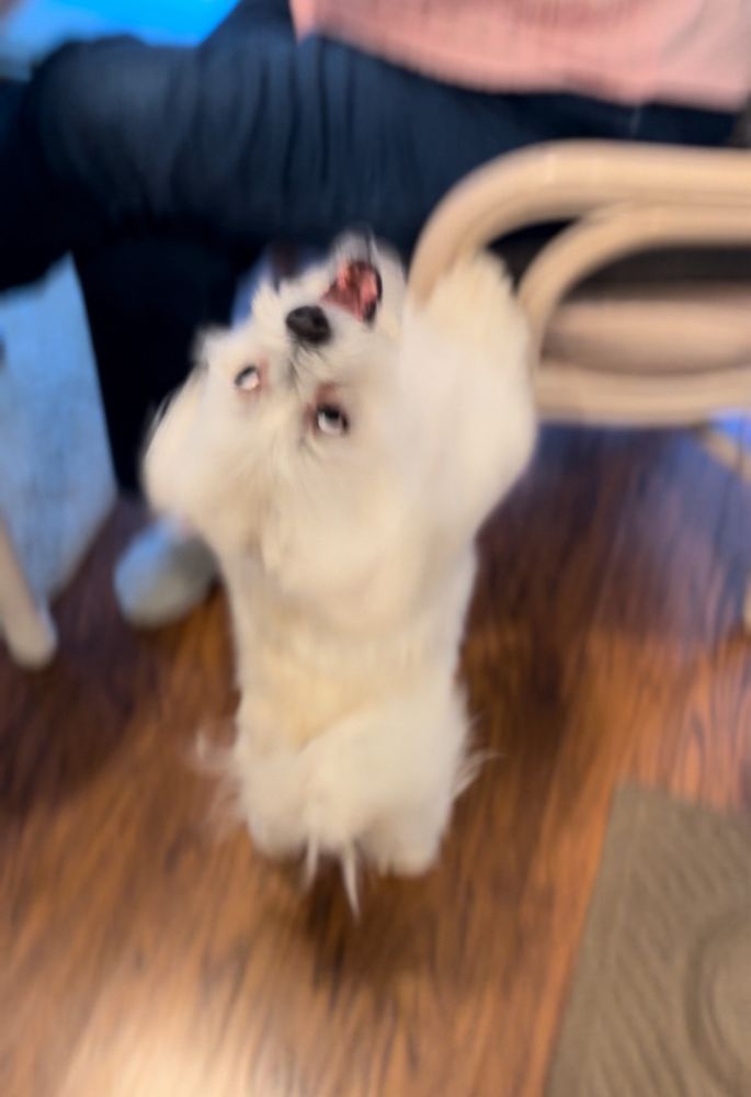 Freeze frame of Willie the Malshi throwing his head back and going absolutely nuts barking while supper is prepared