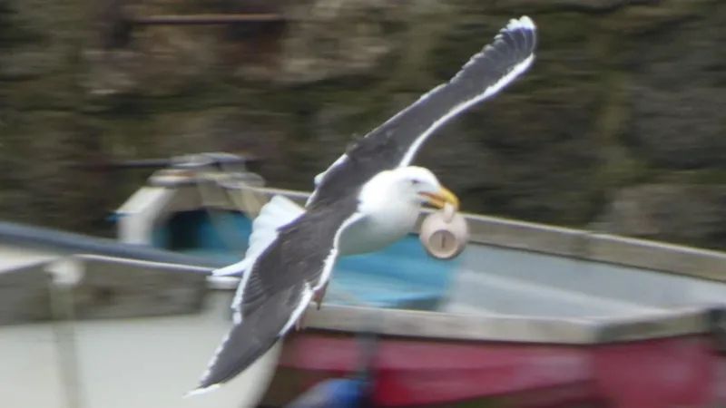 Seagull flying with a stolen mug that once contained coffee in a shockingly dynamic photo