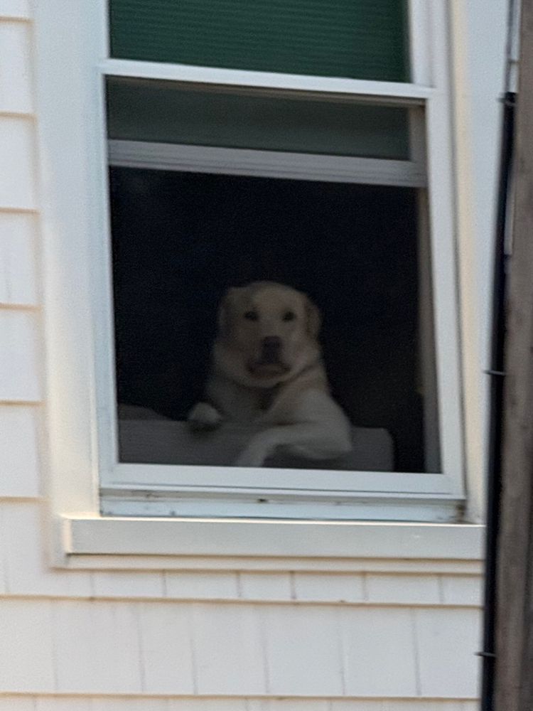 A yellow lab sitting like a person on a couch looking out a window 