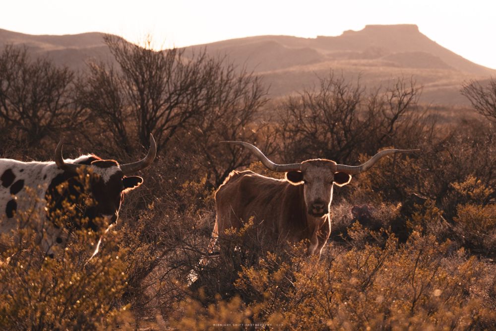 A Texas Longhorn in a field 