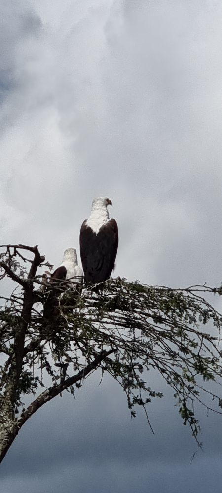 Afrikanischer Seeadler