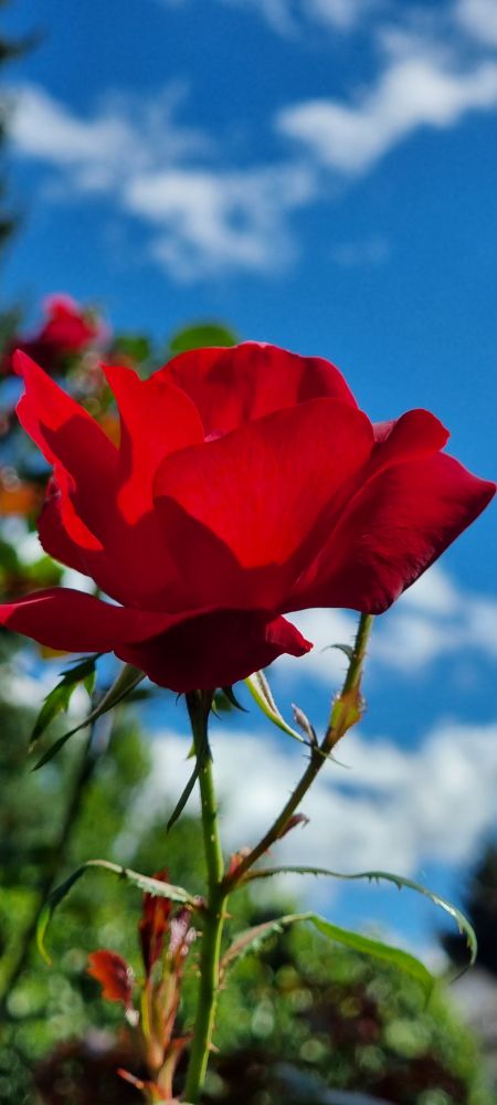 Eine leuchtendrote Rose vor blauem Himmel.