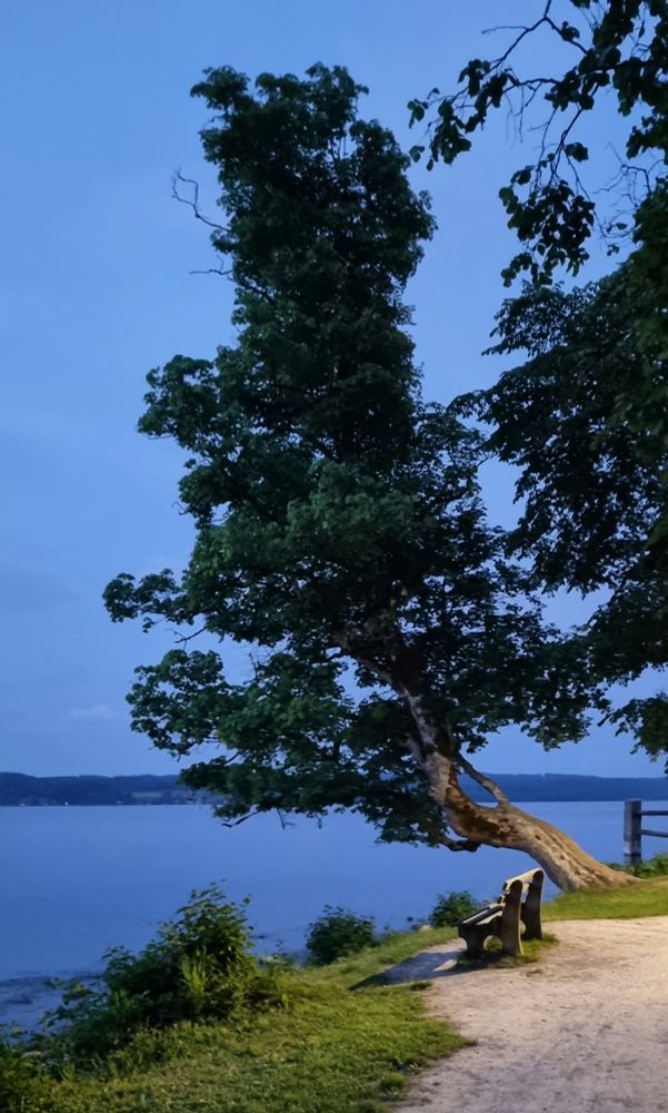 Krummgewachsener Baum am See. Neben dem Baum steht eine Bank.