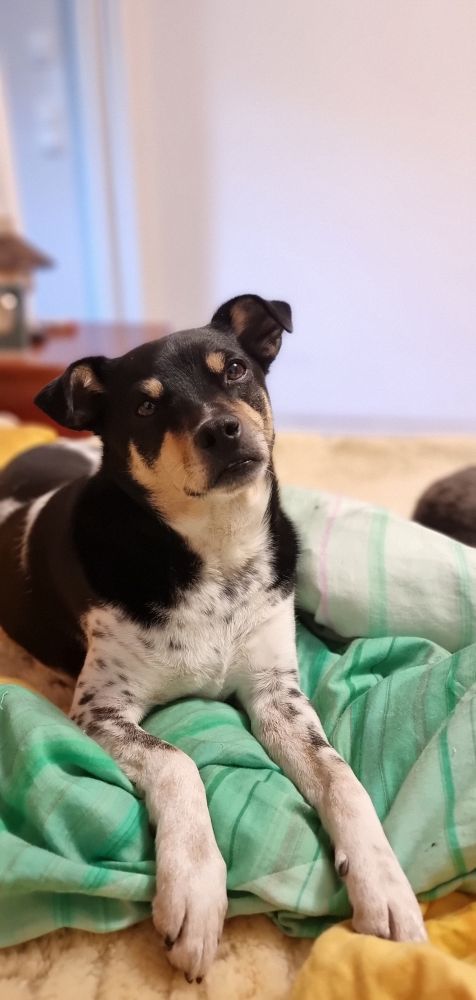 Schwarzweiß Hund liegt auf einer Bettdecke