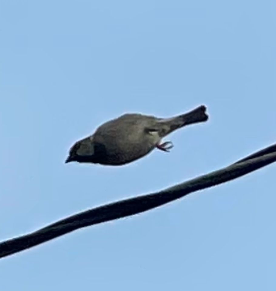 a small bird taking 
flight but the wings are tucked in
so you don’t see wings 