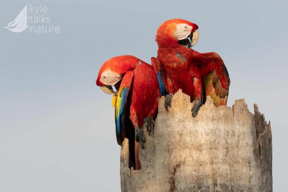 Two brilliantly-coloured parrots with long tails preen each other atop a broken palm trunk.