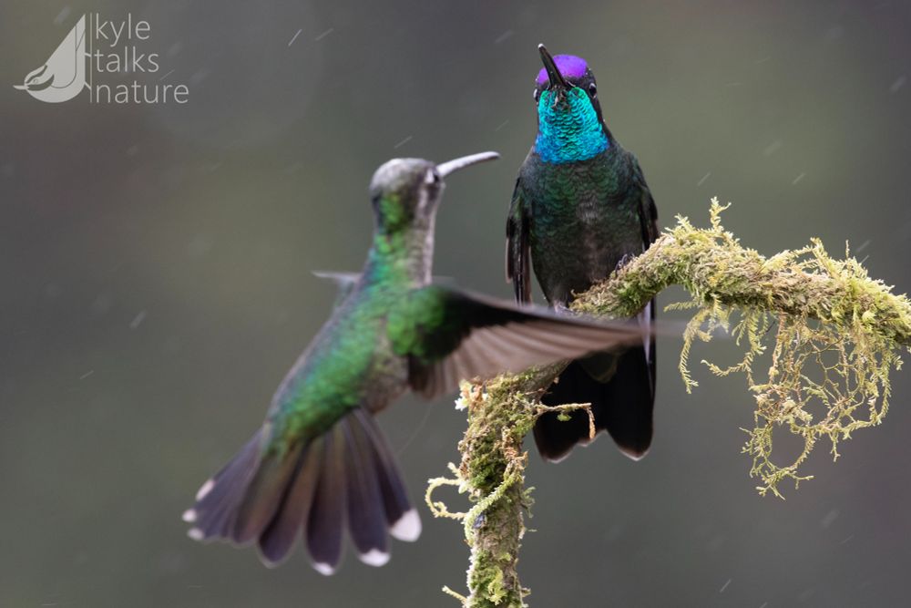 A brilliant male hummingbird with glittering blue and purple feathers stands on a mossy branch, while a subtler female flies in front of him to investigate.