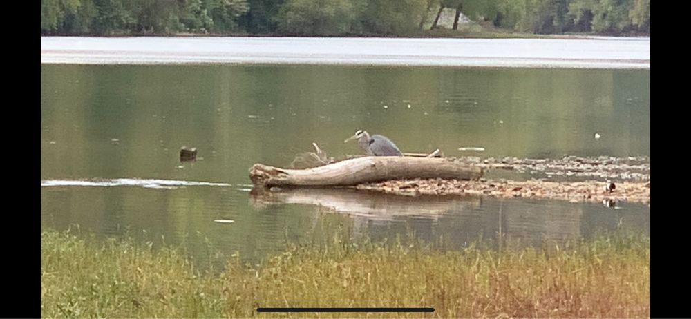 Maybe a crane? I don’t think so