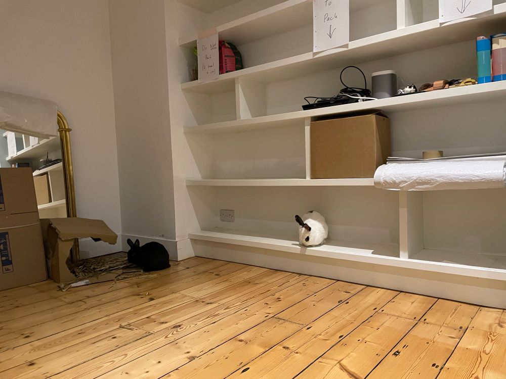 Two rabbits exploring an empty room