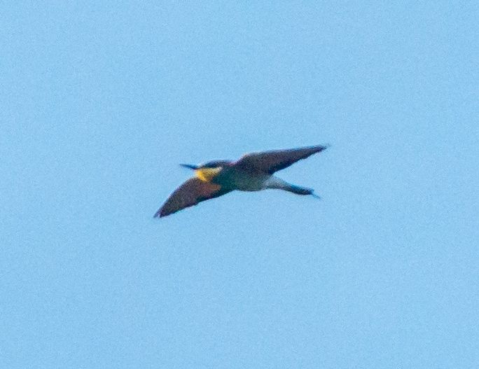 Eurasian bee-eater 