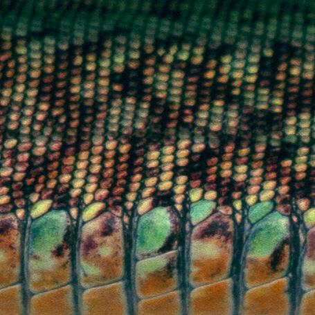 Close-up sideview of a wallie with orange belly scales, bright green UV reflective outer ventral scales, and mottled brown, yellow, and green dorsal scales.