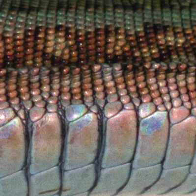 Close-up sideview of a wallie with opal UV-reflective belly scales and brown-green dorsal scales.