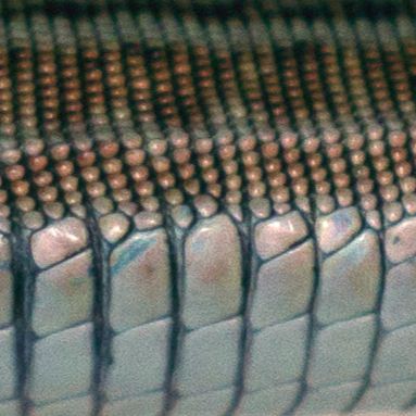 Close-up sideview of a wallie with a pearly-white belly and brown dorsal scales.