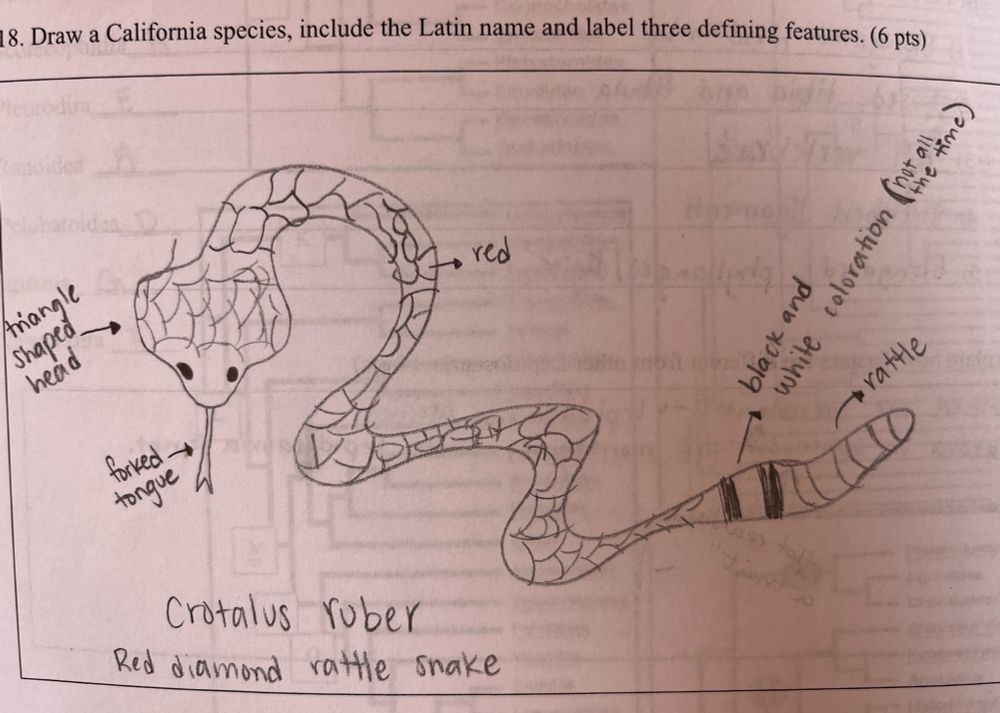 Student drawing of a red diamond rattlesnake. The head is not quite depicted correctly but they get the main idea that it’s triangular and wide at the back. 🐍 