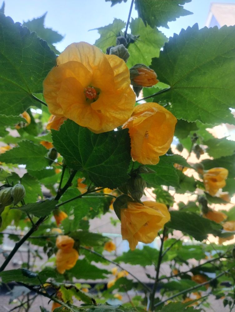 A close up of yellow Indian Mallow (Abutilon) flowers in a shady courtyard 
