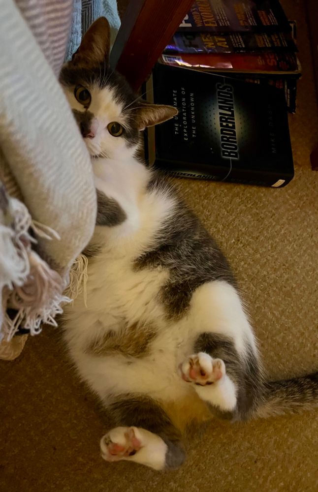 Grey and white Gary cat lying on the floor fighting with the couch blanket, lying on his back with his back feet in the air. Each picture has him with a slightly different facial expression/position.