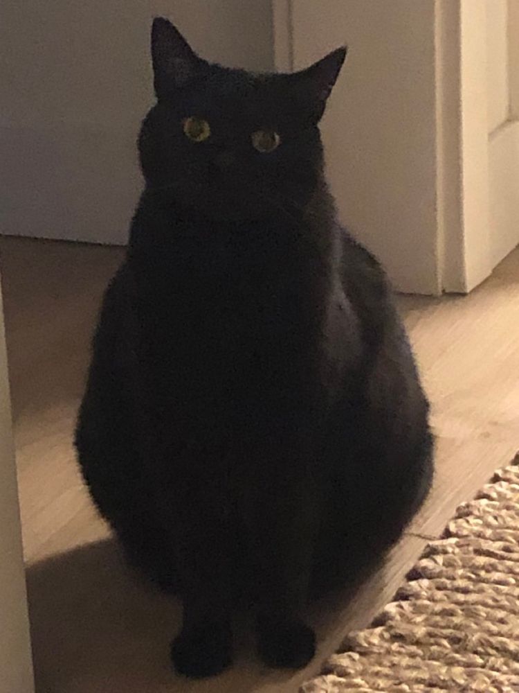 A fat black cat.
