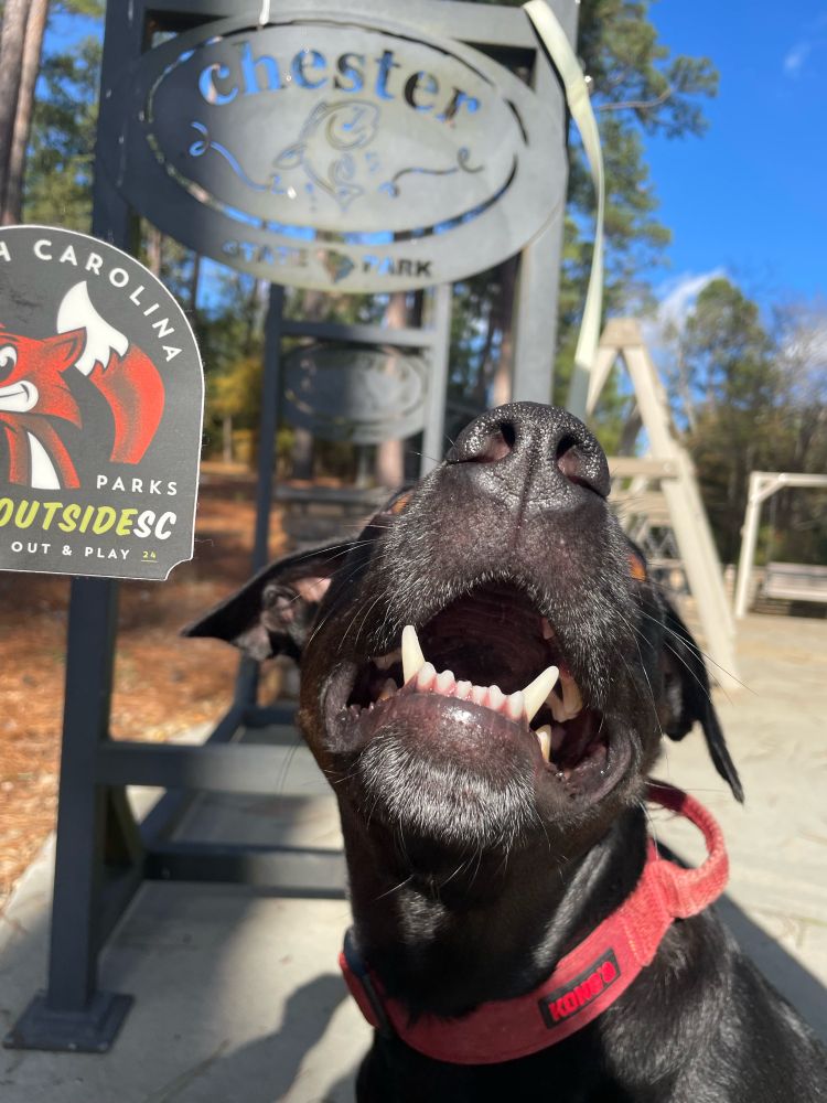 Black lab dog outside with an #optoutsideSC sticker at Chester State Park in South Carolina, showing a big smile