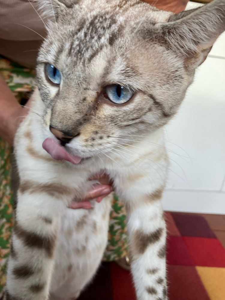 Beautiful Bengal cat licking his lips after eating, mostly white with some brown stripes. He has amazing blue eyes. His name is Blue. My friend was holding him so I could take a picture but she’s out of shot so it just looks like he’s dangling in the air a bit.