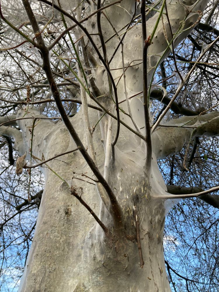 Close up to the tee it looked like it was covered in sturdy cobwebs 