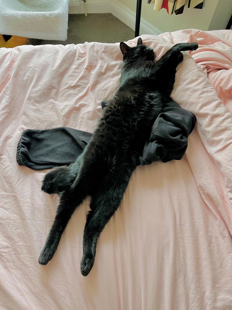 Neddy, our black cat, stretched out super long on our pale pink bedsheets.