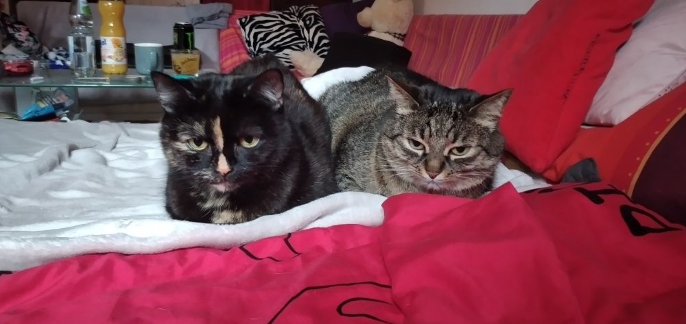 Lara und Missy auf dem Bett liegend,auf einer grauen Deckel. Im Vordergrund rote Bettwäsche