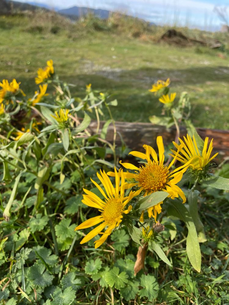 There’s some entire-leaved gum weed still blooming 