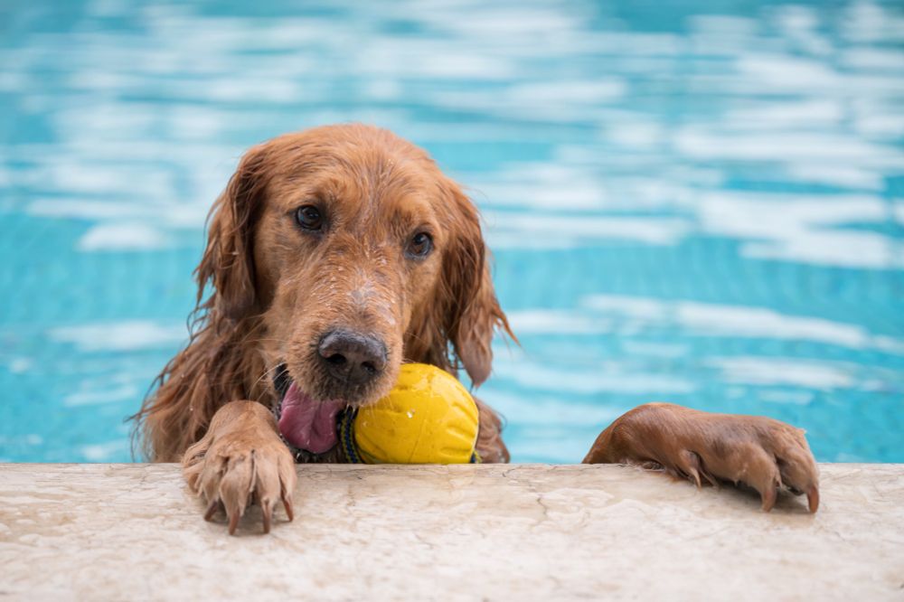 Golden retriever