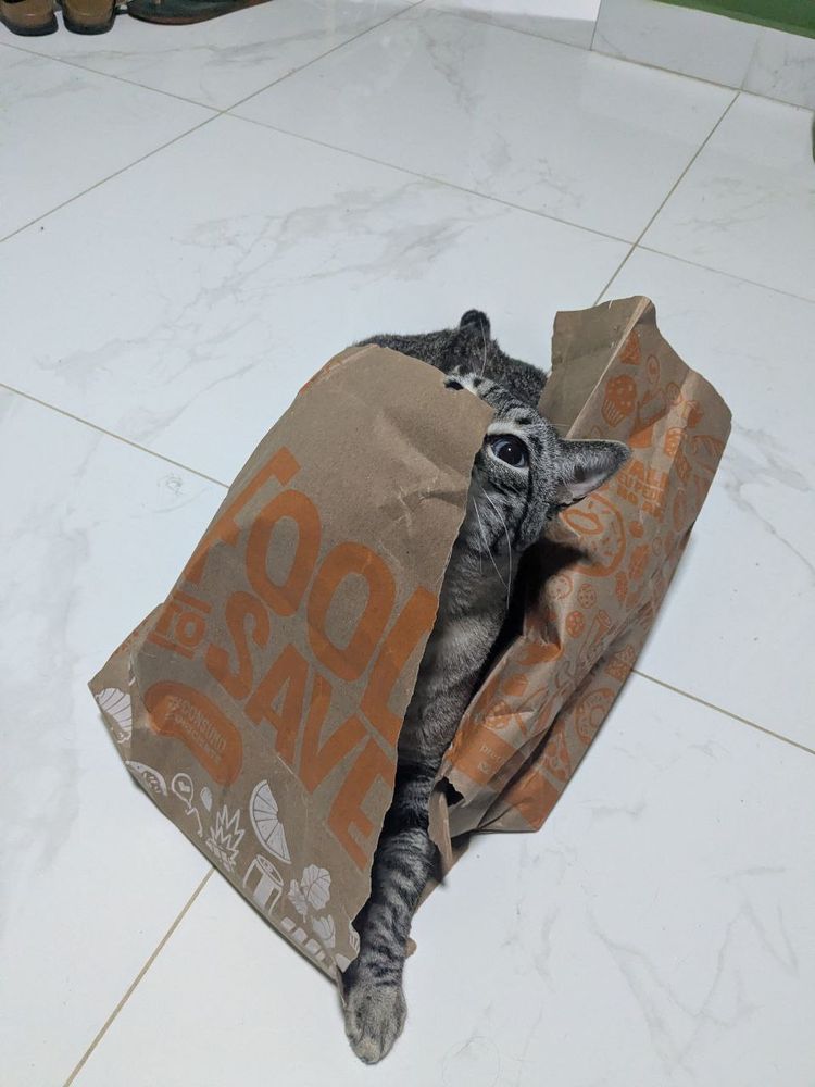 gato milho rasgando e saindo de um saco de papelão do food to save, a pata dele está pra fora do saco