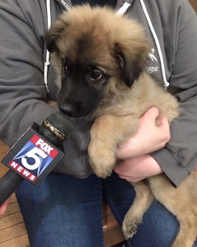 a very cute puppy with a microphone that says “Fox 5 News” being held up near his mouth