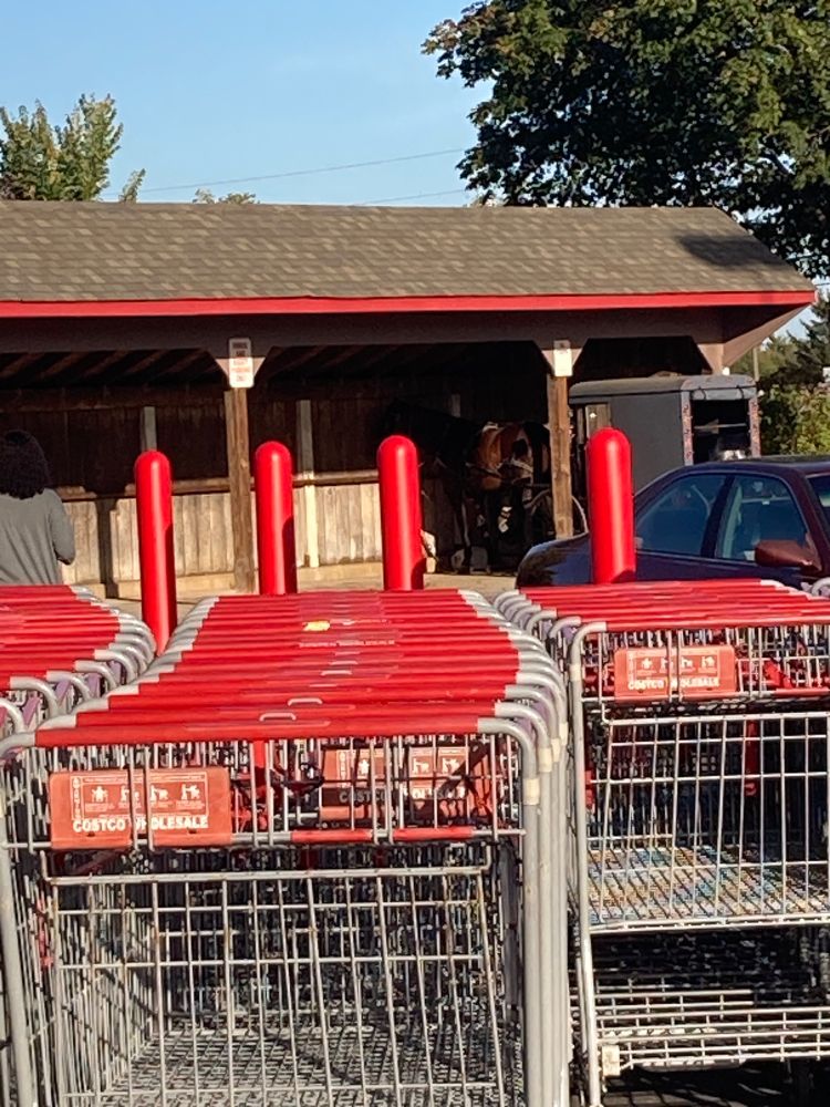 Parking lot at Costco with a 4 legged friend and buggy